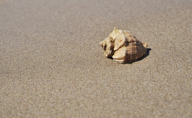 Seashell on sunset beach background.