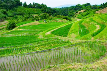 千早赤阪村の棚田
