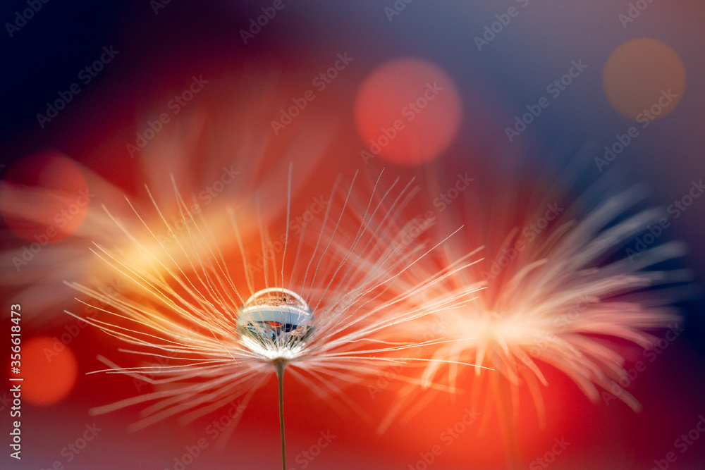 Wall mural abstract blurred nature background dandelion seeds parachute. abstract nature bokeh pattern