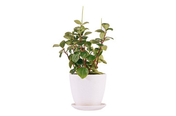 Flowering houseplant Peperomia magnoliyaefolia in white pot isolated on the white background