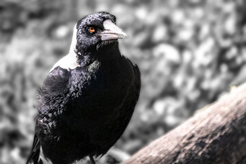 Magpie Black and White Bird