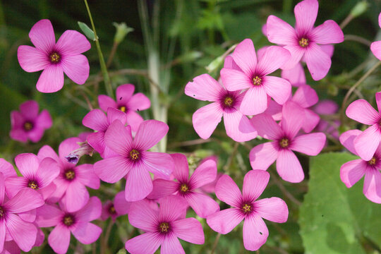 flores
