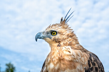 Portrait of eagle with big eyes and sharp beak majestic show of the world's biggest birds
