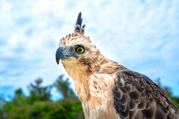 Portrait of eagle with big eyes and sharp beak majestic show of the world's biggest birds
