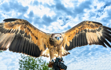 The sea eagle is flapping its wings with prey to attack, this is the biggest bird that hunts fish and small animals to survive.