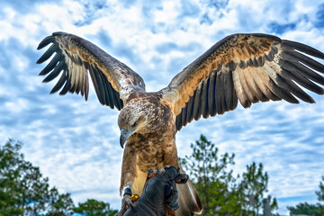 The sea eagle is flapping its wings with prey to attack, this is the biggest bird that hunts fish and small animals to survive.