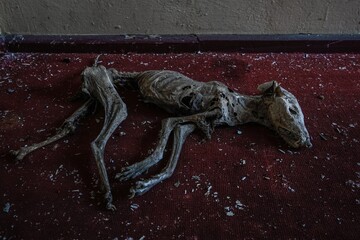 Abandoned buldings in abandoned former soviet military base of Wunsdorf, Germany