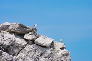 白崎海岸のうみねこ