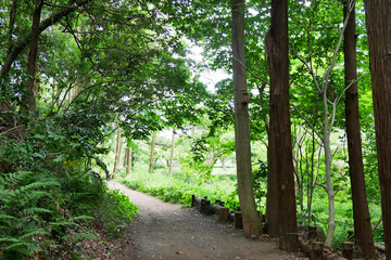 森の中の散歩道