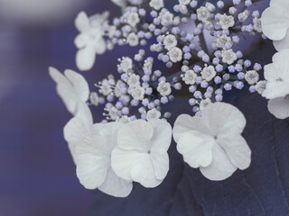 Fototapeta na wymiar Mysterious purple floral background with white flowers. Cold beauty concept