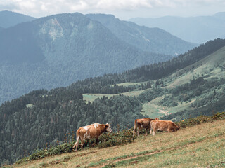 Fototapeta na wymiar Cows eating lush grass on the green field in the mountains. Eco life concept