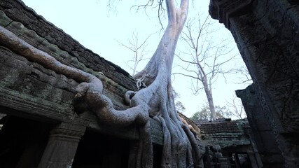 Ta Prohm, Tomb Raider temple at Angkor Wat in Cambodia