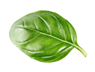 Basil leaf isolated on white background           