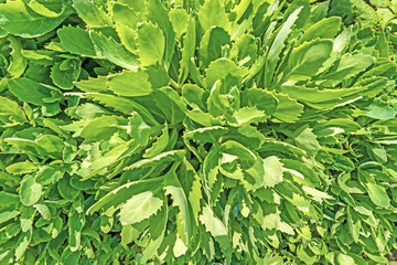 flower foliage background landscape top down aerial view of flowers plant texture. Natural color of fresh tree leaf. Green leaves pattern. Design backdrop