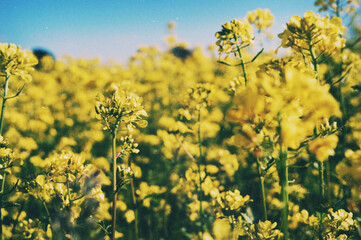 Obraz premium field of yellow flowers