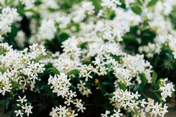 Fleurs blanches de jasmin dans le jardin
