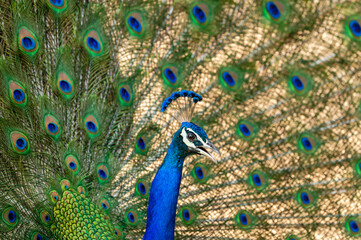 Obraz premium extreme close up Indian peafowl or male peacock dancing with full colorful wingspan to attracts female partners for mating at ranthambore national park or tiger reserve sawai madhopur rajasthan india