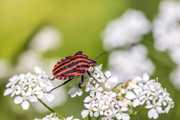 Fototapeta na wymiar A Striped bug on white blossoms