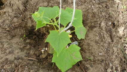 seedlings of young cucumbers in the greenhouse