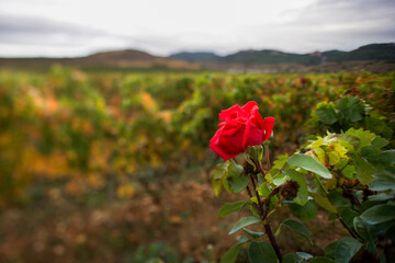 viñedo rosal en cabecera
