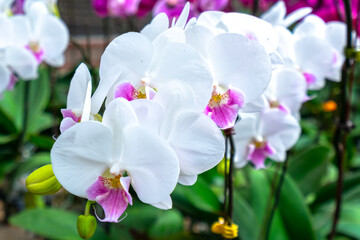 Naklejka na ściany i meble Phalaenopsis orchids bloom in a variety of colors in the garden, waiting to be brought to the flower market for sale to customers who decorate their homes, gifts or opening