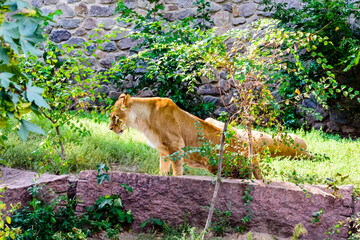 Two lionesses (Panthera leo) resting among the green vegetation