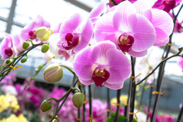 Fototapeta premium Phalaenopsis orchids bloom in a variety of colors in the garden, waiting to be brought to the flower market for sale to customers who decorate their homes, gifts or opening