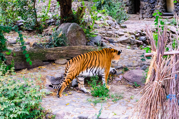 Big striped tiger (Panthera tigris) walking among the green vegetation