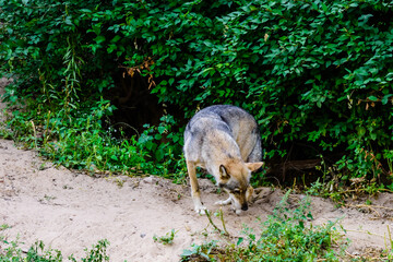 Fototapeta premium Lonely grey wolf (Canis lupus) among the green vegetation
