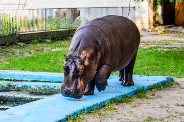 Hippopotamus (Hippopotamus amphibius). Young female of the hippo