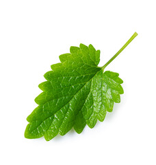 Melissa mint leaves isolated on white background. Top view, flat lay