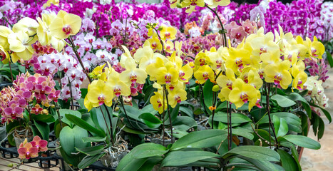 Phalaenopsis orchids bloom in a variety of colors in the garden, waiting to be brought to the...