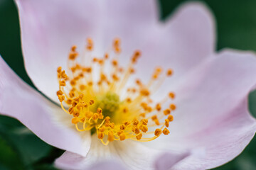 Closeup sur les pistils d'une fleur d'églantier des champs