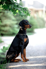 Beautiful dog Doberman breed with greenery