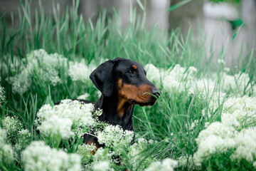 Beautiful dog Doberman breed with greenery