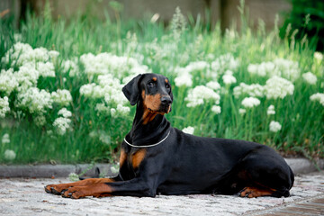 Beautiful dog Doberman breed with greenery