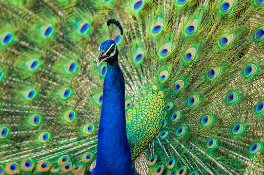 extreme close up Indian peafowl or male peacock dancing with full colorful wingspan to attracts female partners for mating at ranthambore national park or tiger reserve sawai madhopur rajasthan india