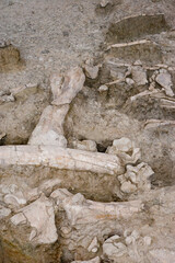 yacimiento paleontologico de Ambrona ;Soria,España,