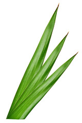 Palm leaf of coconut, pineapple isolated on white background. Element of tropical leaves isolated