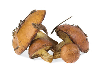 Oyster mushrooms on a white background, isolated