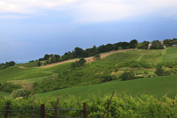 Colline coltivate a vigneti e campi di grano sotto un cielo minaccioso e temporalesco di una calda...
