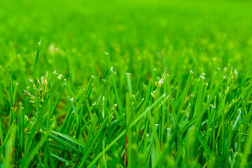Background of the green grass. Eco concept. Selective focus