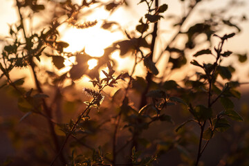 Sunset field. The branches of the trees. Glare.