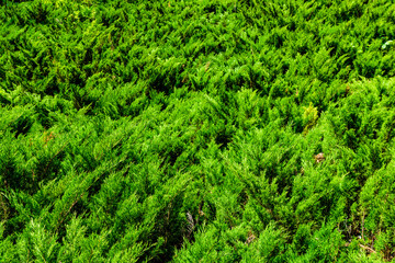 Background of the evergreen juniper bushes. Natural pattern