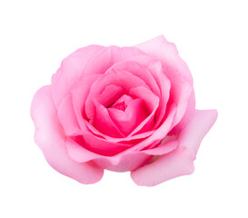 Fototapeta na wymiar Pink rose flower isolated on white background, soft focus and clipping path.