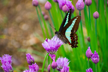 アオスジアゲハ