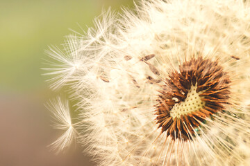 dandelion on a blurry background close up