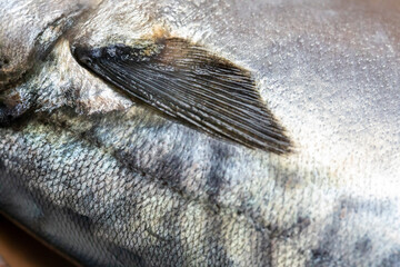 fins and skin saba fish background and texture