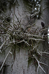 Close up of thorns of honey locust (Gleditsia), a genus of trees in the family Fabaceae, subfamily Caesalpinioideae, native to North America and Asia.  