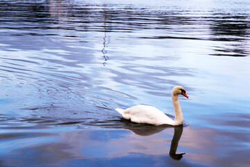 White swan Cygnus swimming on a blue lake